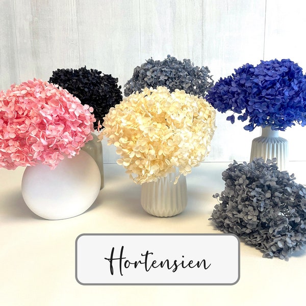 Hortensien getrocknet Hydrangea konserviert Trockenblumen weiß rosa blau schwarz grau für Trockenblumenarrangement Frühling Deko Hochzeit