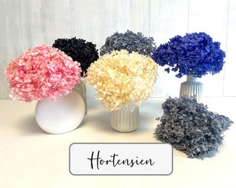 Hortensien getrocknet Hydrangea konserviert Trockenblumen weiß rosa blau schwarz grau für Trockenblumenarrangement Frühling Deko Hochzeit