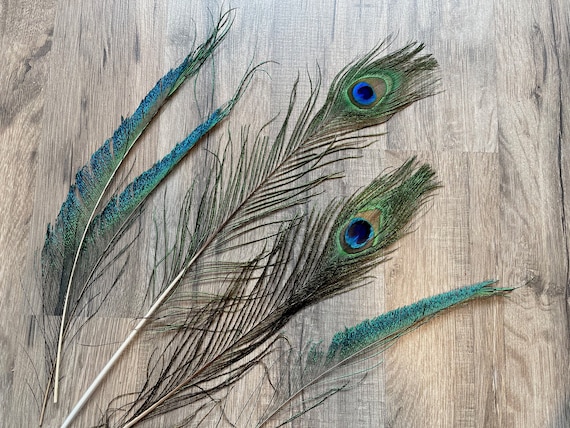 Peacock Feathers, Tail Feather, Peacock Wing Feathers, Shimmering Peacock  Feathers / Decorating, Crafting With Feathers / Spring, Easter, Boho,  Wedding 