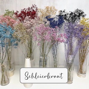 Könnte beinhalten: Eine Sammlung getrockneter Schleierkrautblüten in verschiedenen Farben, darunter Blau, Rosa, Rot, Gelb und Lila, die in durchsichtigen Glasvasen angeordnet sind. Die Blumen werden auf einer weißen Oberfläche mit einem Schild mit der Aufschrift "Schleierkraut" präsentiert.