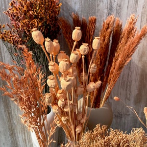 Dried flowers apricot orange terracotta dried flowers spring Phalaris wheat Lagurus oats Broom DIY gift boho decoration wedding image 2