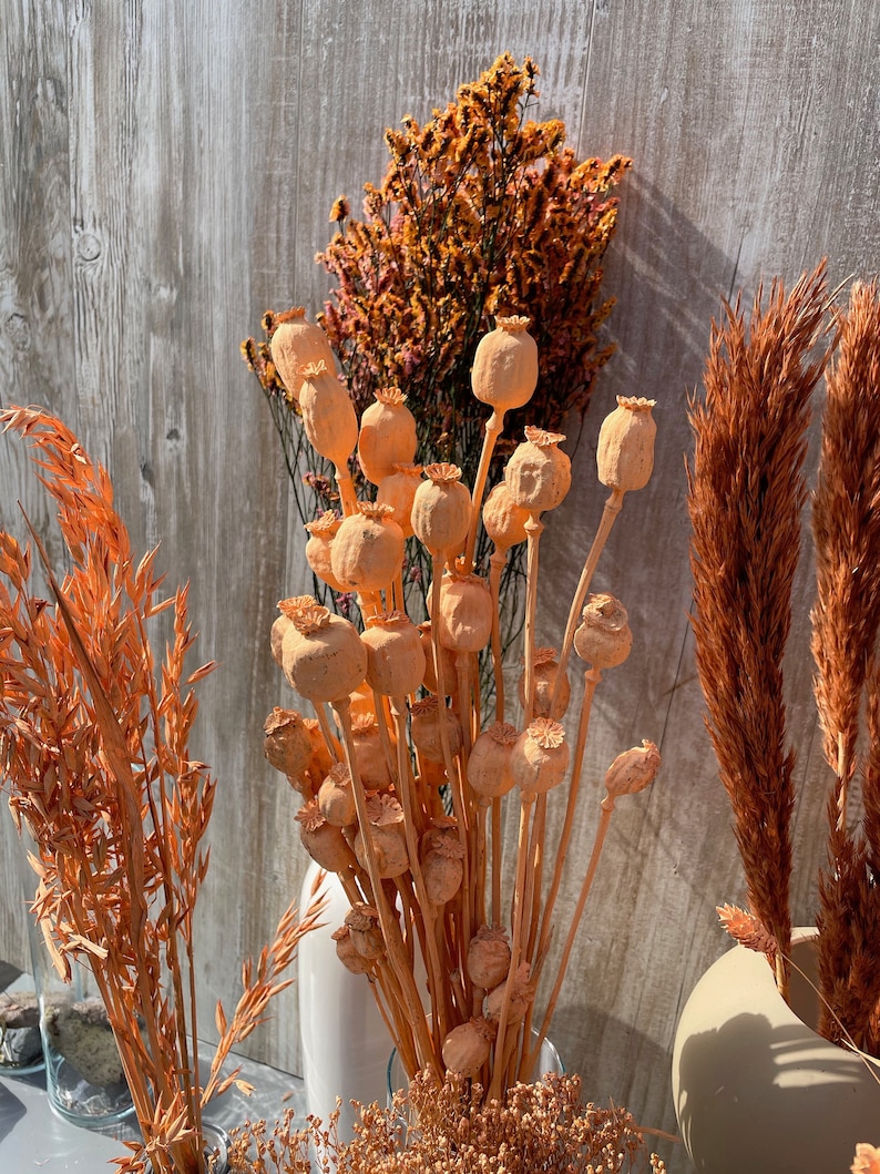 Dried flowers apricot orange terracotta dried flowers spring Phalaris wheat Lagurus oats Broom DIY gift boho decoration wedding image 3