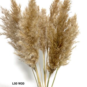 K&ouml;nnte beinhalten: Ein Bund getrockneter Pampasgr&auml;ser in nat&uuml;rlicher beige Farbe. Die Stiele sind gr&uuml;n und die Bl&uuml;tenst&auml;nde sind flauschig. Der Text "L50 W20" ist im Bild sichtbar.