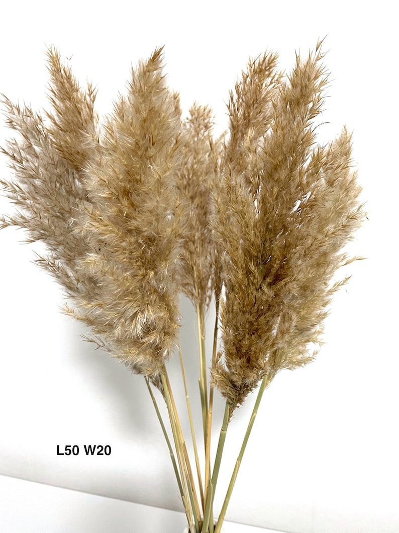 K&ouml;nnte beinhalten: Ein Bund getrockneter Pampasgr&auml;ser in nat&uuml;rlicher beige Farbe. Die Stiele sind gr&uuml;n und die Bl&uuml;tenst&auml;nde sind flauschig. Der Text "L50 W20" ist im Bild sichtbar.