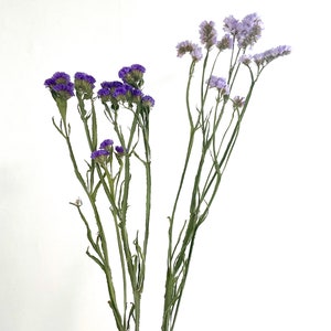 May include: Two bunches of dried flowers, one with purple flowers and the other with light purple flowers. The stems are green and the flowers are delicate.