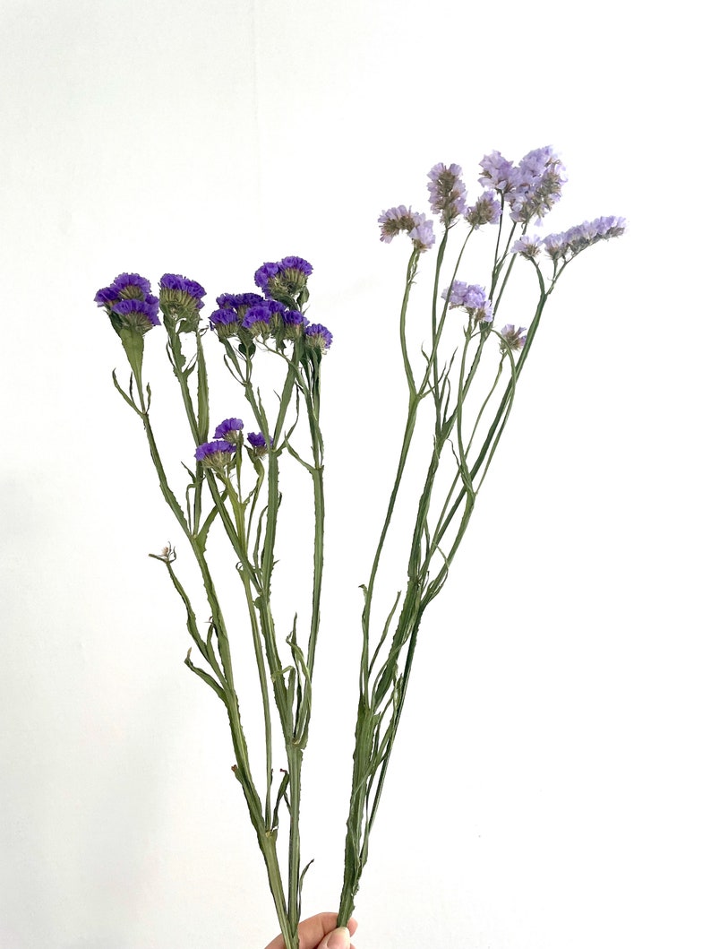 May include: Two bunches of dried flowers, one with purple flowers and the other with light purple flowers. The stems are green and the flowers are delicate.