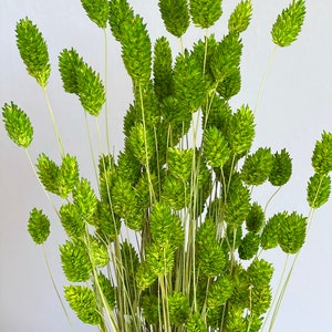 K&ouml;nnte beinhalten: Nahaufnahme eines B&uuml;ndels getrockneten gr&uuml;nen Hasenschwanzgrases. Das Gras hat ein weiches, strukturiertes Aussehen mit einer leuchtend gr&uuml;nen Farbe. Die Stiele sind d&uuml;nn und hellbraun, was eine nat&uuml;rliche und zarte &Auml;sthetik erzeugt. Der Hintergrund ist einfarbig wei&szlig;.