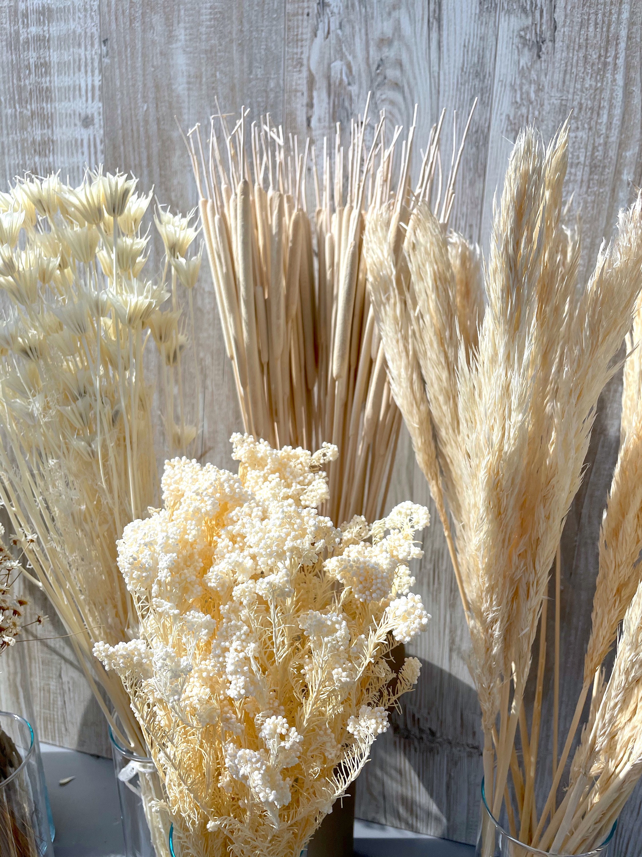 Dried White Phalaris Grass – Clothe Boutique
