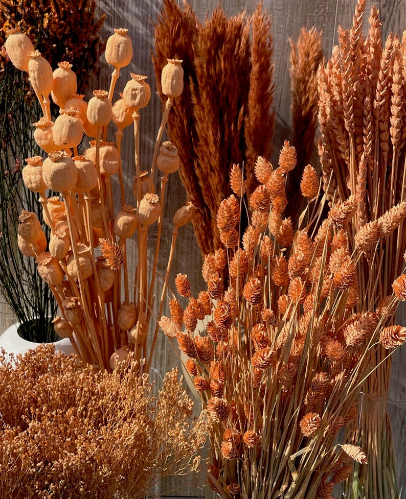 Dried flowers apricot orange terracotta dried flowers spring Phalaris wheat Lagurus oats Broom DIY gift boho decoration wedding image 5