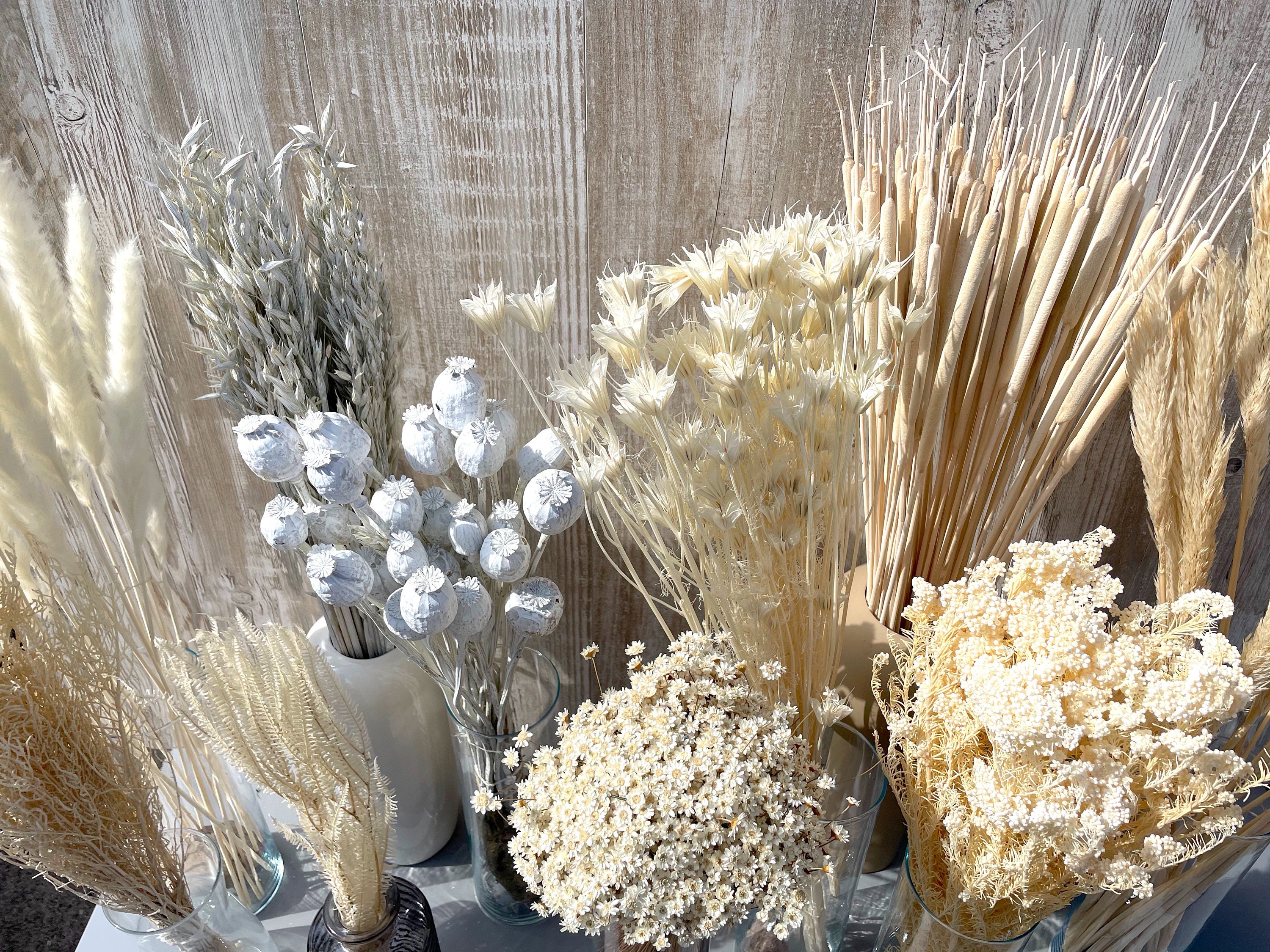 Dried Real Flowers For Crafts - Pressed White Bai Jingju - Dry