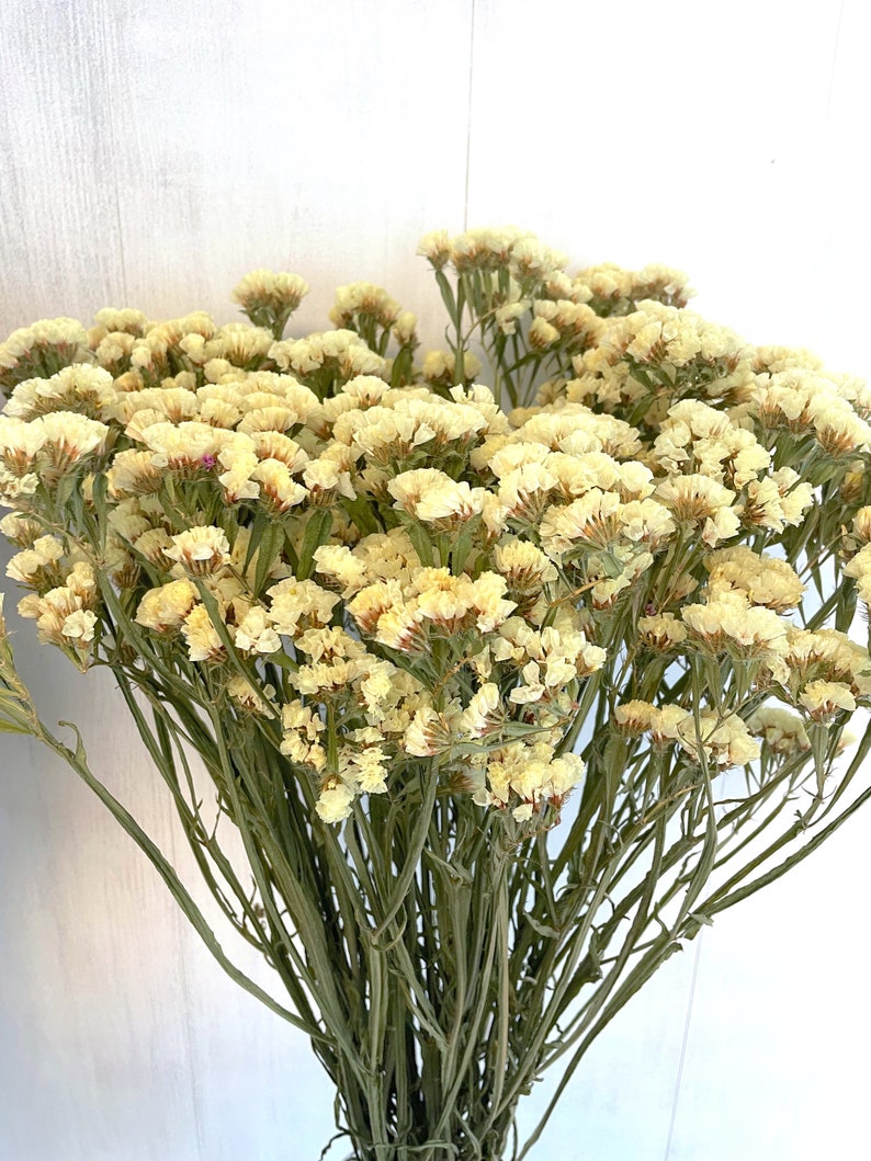 May include: A bunch of dried statice flowers in a pale yellow color. The flowers are arranged in a bouquet and have long, thin stems.