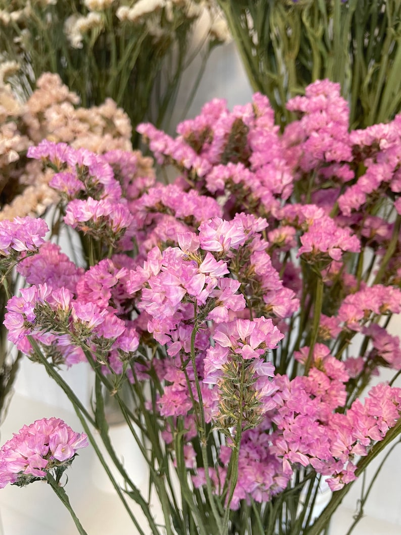 May include: A bouquet of dried pink statice flowers with green stems. The flowers are arranged in a vase and are ready to be used in a craft project or as a decorative element.