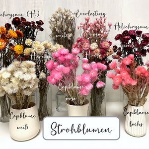 Strohblumen Helichrysum Cap Trockenblumen in weiß rosa pink rot orange Trockenblumenstrauß Trockenblumenkranz Blütenköpfe Hochzeit Resin DIY