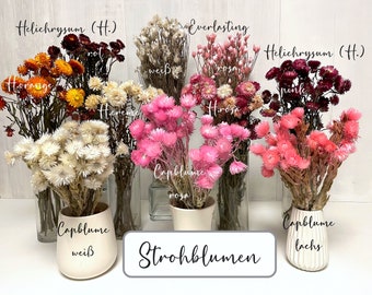 Strohblumen Helichrysum Cap Trockenblumen in weiß rosa pink rot orange Trockenblumenstrauß Trockenblumenkranz Blütenköpfe Hochzeit Resin DIY