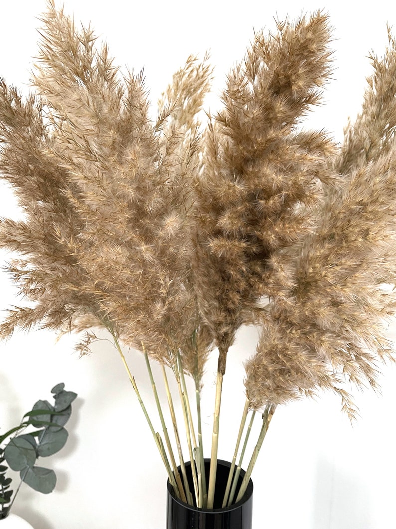 K&ouml;nnte beinhalten: Ein Strau&szlig; getrockneter Pampasgr&auml;ser in einer schwarzen Vase. Das Gras ist hellbraun und hat eine flauschige Textur.