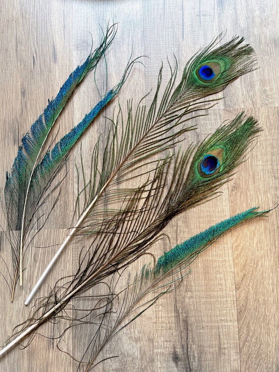 Peacock Feathers, Tail Feather, Peacock Wing Feathers, Shimmering Peacock  Feathers / Decorating, Crafting With Feathers / Spring, Easter, Boho,  Wedding 