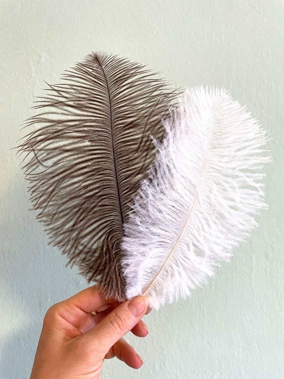 Ostrich Feather White or Brown / Feather From the Bouquet, Noble Feather  Decoration / Decorating, Handicrafts With Feathers / Easter, Spring, Boho,  Wedding, Decoration 