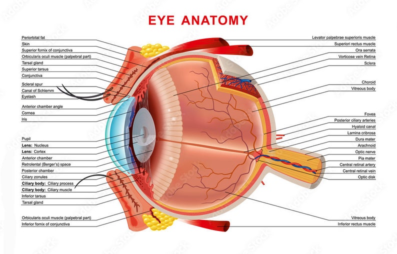 Human Eye Anatomy Organ Inside Structure Poster Eye Anatomy image 1