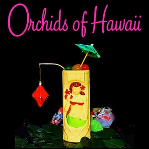 Orchids of Hawaii R-66 Hanging Lantern (25 pack)