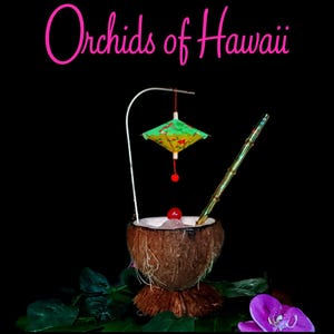 May include: A tropical cocktail in a coconut shell, garnished with a miniature umbrella, cherry, and bamboo straw. The drink is set against a black background with the text "Orchids of Hawaii" in pink.