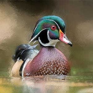 Abstract Wood Duck Fabric Panel - BBG-012, Quality Quilting Cotton Fabric, Size 20” W x 16” L