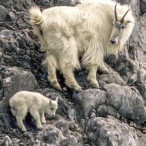 May include: A white mountain goat with long, shaggy fur stands on a rocky cliff. A smaller white goat with short fur stands below, looking up at the larger goat.