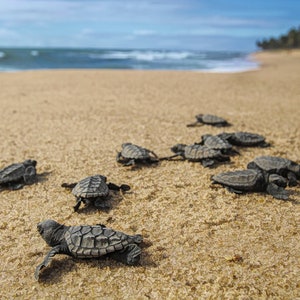 Sea Turtle Hatchings Fabric Panel - OCE-014, Panel Size is 20.” X 13.5”, Quality Quilting Cotton