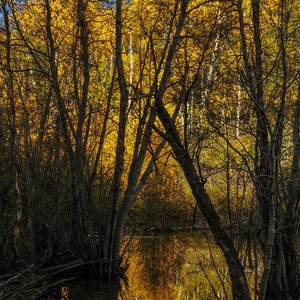 Aspen Fall Color Fabric Panel - SFC-001, Panel Size is 16” X 24”, Quality Quilting Cotton