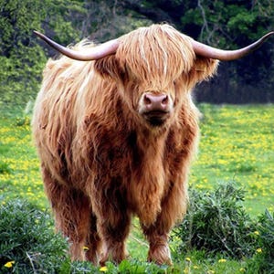 Stoffenpaneel Highland Cow in Dandelion Field - ACW-016, kwaliteit quiltkatoen, maat: 20 x 16 inch