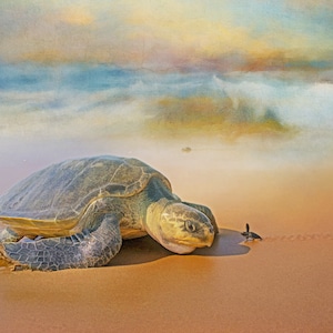 Sea Turtle on Beach with Baby Fabric Panel - OCE-017, Panel Size is 24” X 16”, Quality Quilting Cotton
