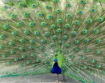 Last Chance - Peacock Fabric Panel, Quilt Panel, Quality Quilting Cotton Fabric, Size 17.75”W x 10.75”L, BLB-029C