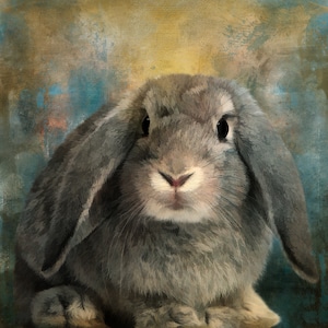 Puede incluir: Retrato en primer plano de un conejo gris con orejas caídas, nariz rosada y ojos oscuros. El conejo tiene un pelaje suave y esponjoso. El fondo presenta un diseño abstracto texturizado con tonos de azul, amarillo y marrón.