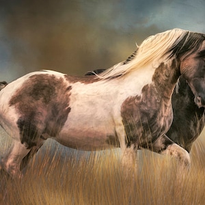 Two Powerful Wild Stallions Fabric Panel - AHS-053, Panel Size is 25” wide and 16.375” Tall, Quality Quilting Cotton