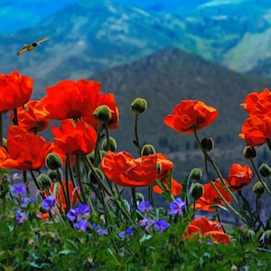 May include: A field of red poppies with blue flowers in the foreground and a mountain range in the background.