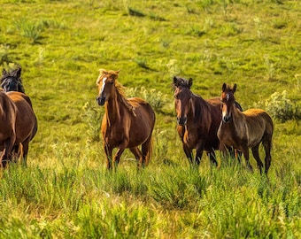 May include: A group of brown and black horses graze in a field of green grass. The horses are standing in a line, with their heads down, eating grass. The sun is shining brightly, and the sky is blue.