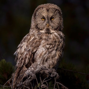 Pode incluir: Uma coruja cinza e marrom com olhos amarelos empoleirada em um galho. A coruja está olhando diretamente para a câmera.