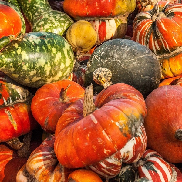 Pumpkins and Gourds Galore Fabric Panel - FPG-007, Panel Size is 20” wide and 12” Tall, Quality Quilting Cotton