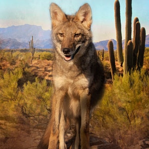 Desert Coyote Fabric Panel - ANW-021 - Panel Size is 14” X 20”, Quality Quilting Cotton