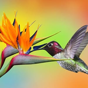 Pode incluir: Uma flor vibrante de ave do paraíso laranja e azul com um beija-flor pairando perto, sobre um fundo colorido.