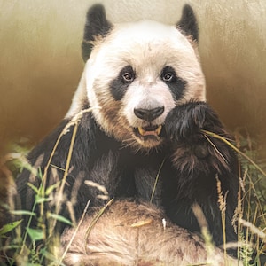Painel de colcha com estampa de panda gigante, algodão de alta qualidade para patchwork, vários tamanhos.