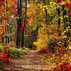 Panel de patchwork Sendero Otoñal - SFC-012, Tamaño 20" x 13", Algodón de alta calidad para patchwork