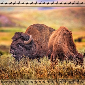 Bison in Rut Fabric Panel, Quilt Panel, Quilting Cotton Fabric, American Buffalo Bison Fabric Panel to Quilt, Size 25”Wx17.5”L, ANW-030