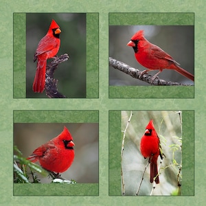 Four Red Cardinals Fabric Panel, Quilt Panel, Quilting Cotton Fabric, Bird Fabric to Quilt or Sew, Size 17”Wx 16.5”L, BRB-002