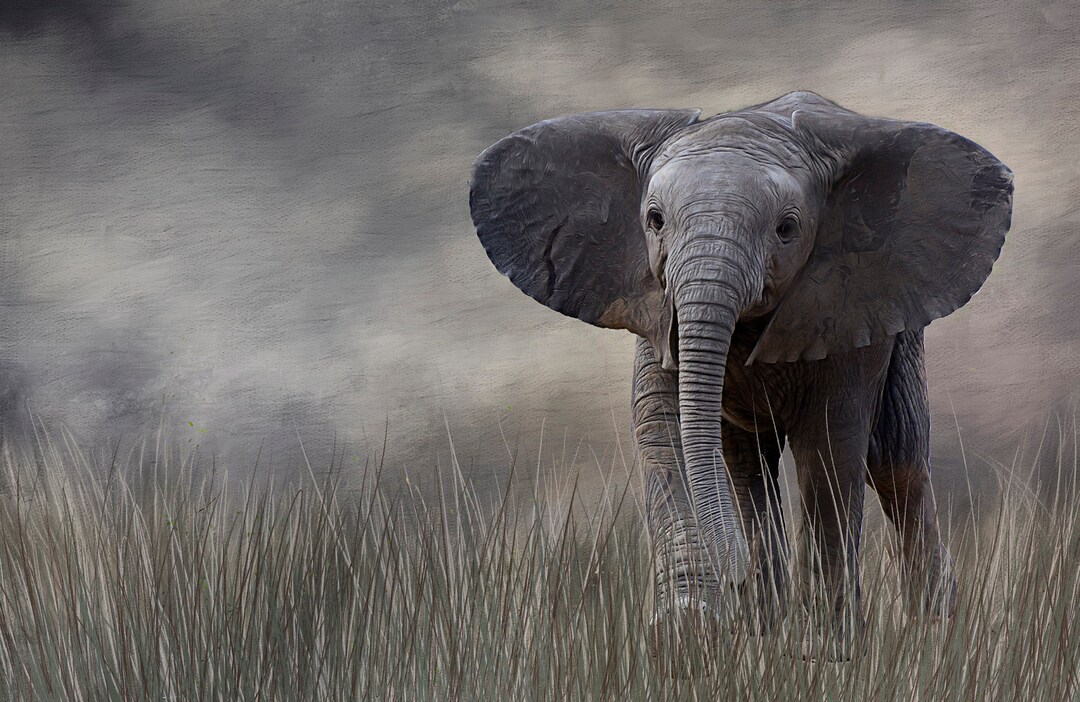 Baby Elephant Quilt Panel AEX005, Panel Size is 20 X 13, Quality