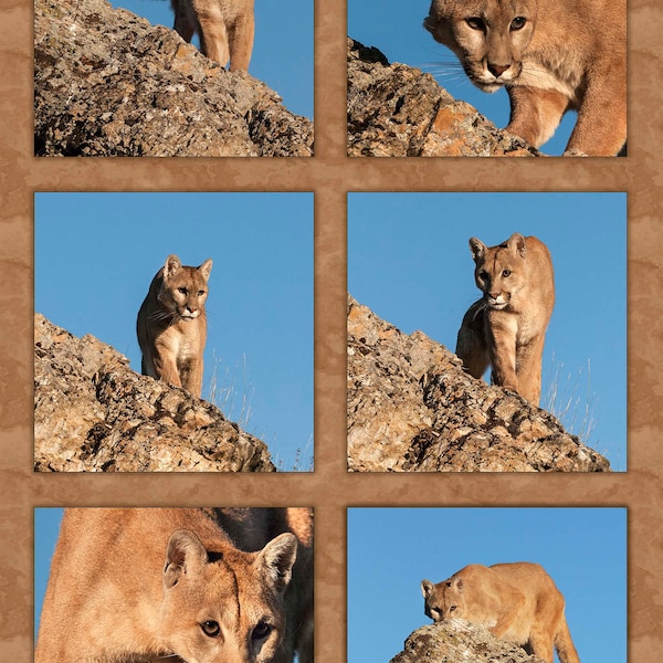 Six Mountain Lions Fabric Panel - AWC-012, Size 16.75" x 25.75", Quality Quilting Cotton