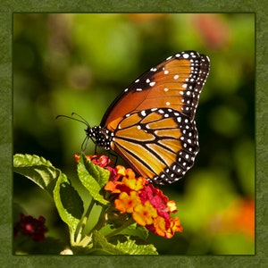 Single Monarch Butterly Quilt Panel - BRM-003 - Panel Size is 17” X 17”, Quality Quilting Cotton,