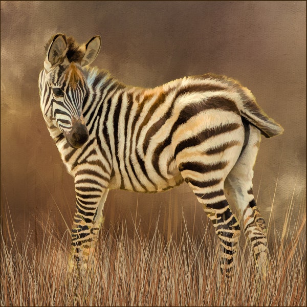 Junges Zebra Stoffpanel - AEX-004 - Größe 18 "x 18", hochwertige Quilt Baumwolle
