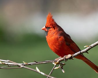 Red Cardinal on a Branch Fabric Panel, Fabric Panel, Quilt Panel, Quality Quilting Cotton Fabric, , Size 18.25"Wx12.5"L, BRB-017