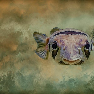 Myopic Puffer Fish Fabric Panel - OCE-023, Panel Size is 20.25” X 13.5”, Quality Quilting Cotton