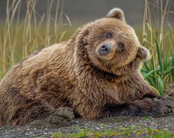 Puede incluir: Un oso pardo yace sobre su vientre con la cabeza inclinada hacia un lado, mirando directamente a la cámara. El oso tiene un pelaje grueso y una nariz grande y redonda. El oso está acostado en un área cubierta de hierba con altos tallos de hierba en el fondo.